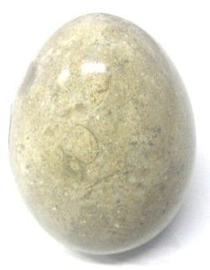 Egg Shaped Fossil