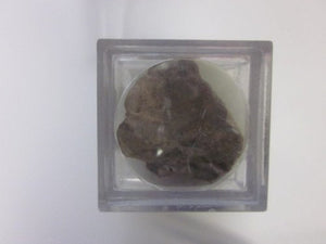 Trilobite Authentic Mineral